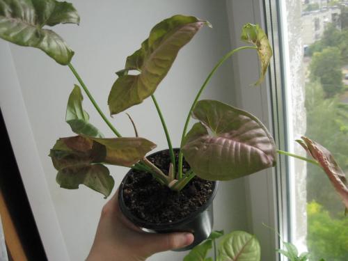 Как правильно выращивать сингониум: основные правила и советы 15