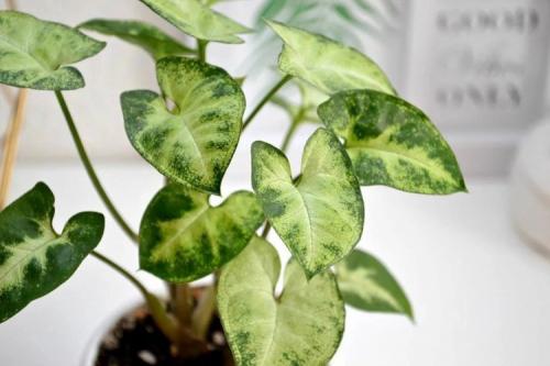 Что такое сингониум. Сингониум (60 фото): виды, выращивание и уход в домашних условиях