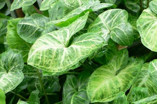 Что такое сингониум. Сингониум (60 фото): виды, выращивание и уход в домашних условиях