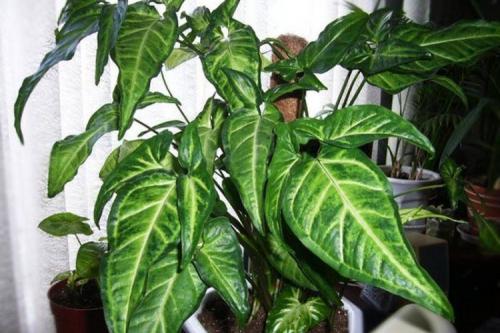 Что такое сингониум. Сингониум (60 фото): виды, выращивание и уход в домашних условиях