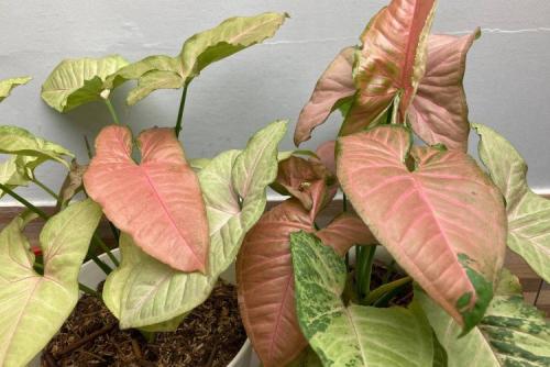 Что такое сингониум. Сингониум (60 фото): виды, выращивание и уход в домашних условиях