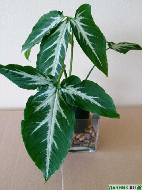 Как правильно выращивать сингониум: основные правила и советы 17