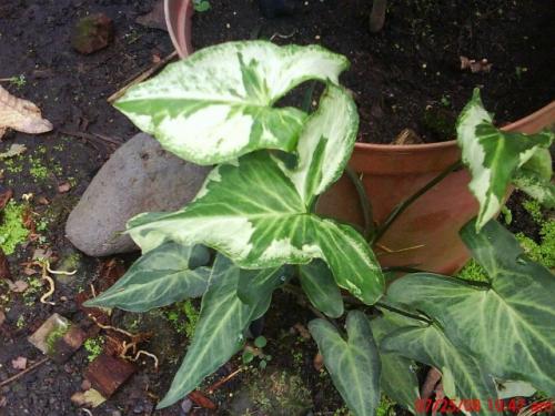 Как обеспечить оптимальную температуру для сингониума. Особенности ухода за растением