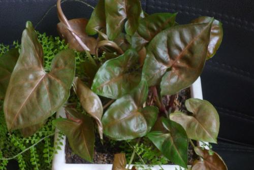 Что такое сингониум. Сингониум (60 фото): виды, выращивание и уход в домашних условиях