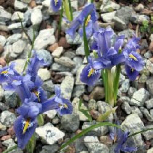 Как влияет климат на календарь посадки луковичных цветов. Глубина посадки луковиц