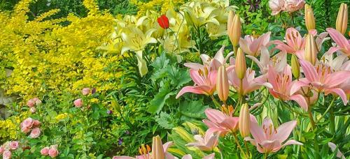 Можно ли комбинировать разные луковичные цветы при посадке, и как это сделать. Как правильно сочетать луковичные: 5 простых правил