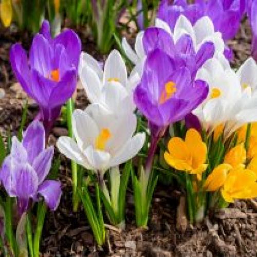 Как влияет климат на календарь посадки луковичных цветов. Глубина посадки луковиц