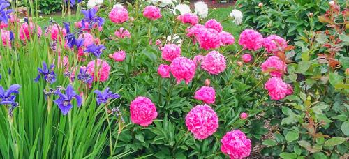 Можно ли комбинировать разные луковичные цветы при посадке, и как это сделать. Как правильно сочетать луковичные: 5 простых правил