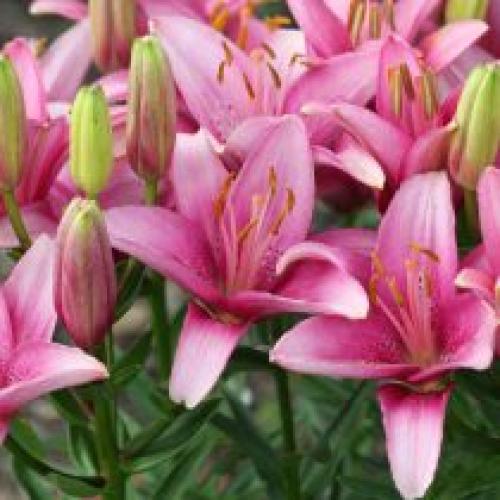 Как влияет климат на календарь посадки луковичных цветов. Глубина посадки луковиц