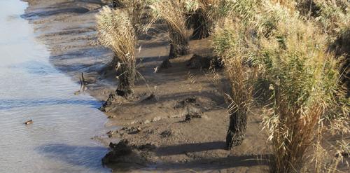 Сапропель состав. Что такое сапропель