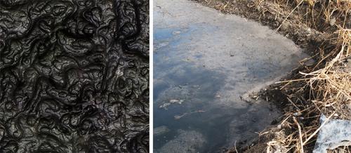 Сапропель состав. Что такое сапропель