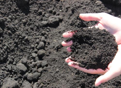 Сапропель для томатов. Органическое земледелие на основе сапропеля