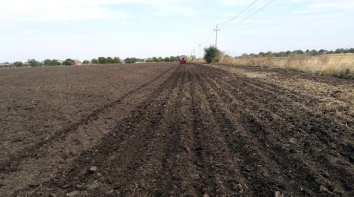 Подкормка чеснока нитроаммофоской. Чем подкормить чеснок: 3 важнейших этапа