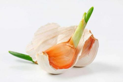 Чем подкормить чеснок весной, чтобы не желтел. Чтобы не желтел и вырос крупный: чем весной подкормить чеснок