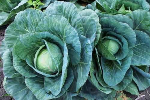 Что можно посадить рядом с чесноком и луком. Соседи чеснока, с чем можно и нельзя сажать рядом