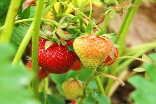 Что можно посадить рядом с чесноком и луком. Соседи чеснока, с чем можно и нельзя сажать рядом