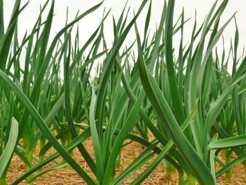 Подкормка чеснока нитроаммофоской. Чем подкормить чеснок: 3 важнейших этапа