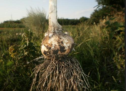 Подкормка чеснока нитроаммофоской. Чем подкормить чеснок: 3 важнейших этапа