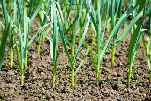 Подкормка чеснока нитроаммофоской. Чем подкормить чеснок: 3 важнейших этапа