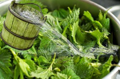 Самое лучшее удобрение для чеснока. Первая весенняя подкормка