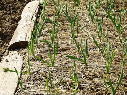 Подкормка чеснока нитроаммофоской. Чем подкормить чеснок: 3 важнейших этапа