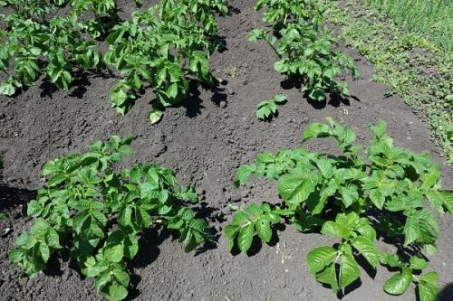 Что можно посадить рядом с чесноком и луком. Соседи чеснока, с чем можно и нельзя сажать рядом