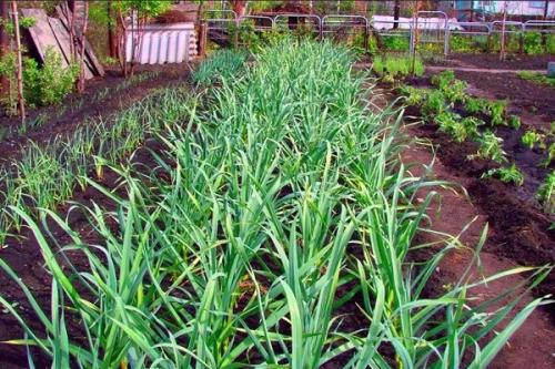 Что можно посадить рядом с чесноком и луком. Соседи чеснока, с чем можно и нельзя сажать рядом