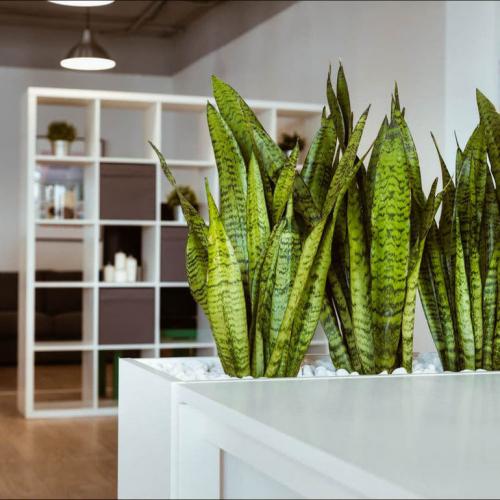 Как ухаживать осенью за цветами комнатными. Добавление статьи в новую подборку 01 Как ухаживать осенью за цветами комнатными. Добавление статьи в новую подборку 01