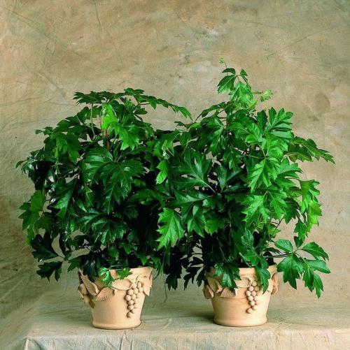 Как ухаживать осенью за цветами комнатными. Добавление статьи в новую подборку 04 Как ухаживать осенью за цветами комнатными. Добавление статьи в новую подборку 04