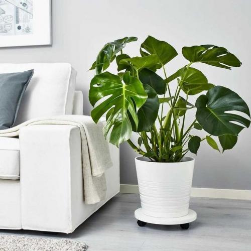 Как ухаживать осенью за цветами комнатными. Добавление статьи в новую подборку 05 Как ухаживать осенью за цветами комнатными. Добавление статьи в новую подборку 05