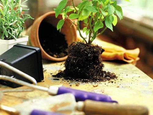 Когда лучше пересаживать комнатные растения. Подробное описание и рекомендации по пересадке комнатных цветов