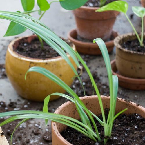 Когда лучше пересаживать комнатные растения. Подробное описание и рекомендации по пересадке комнатных цветов