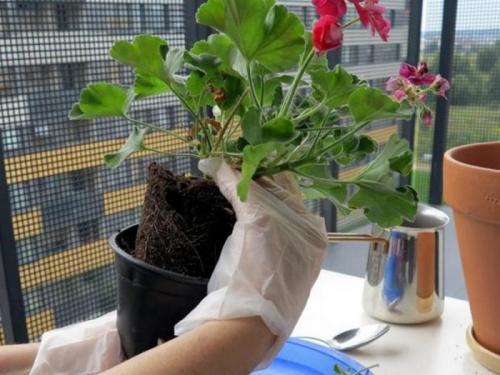 Когда лучше пересаживать комнатные растения. Подробное описание и рекомендации по пересадке комнатных цветов