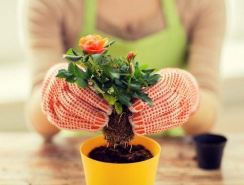 Когда лучше пересаживать комнатные растения. Подробное описание и рекомендации по пересадке комнатных цветов