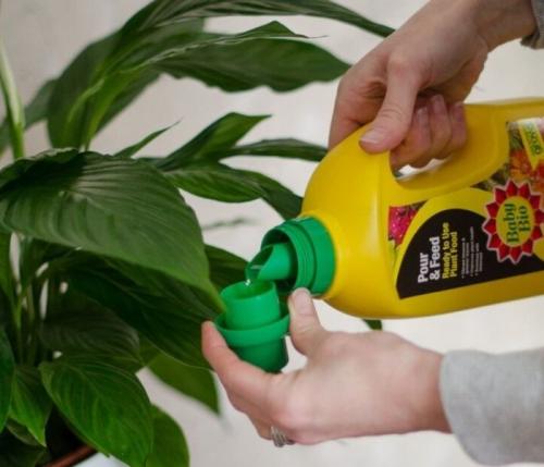 Чем подкормить комнатные растения в сентябре. Осенняя подкормка комнатных цветов: народные и промышленные удобрения для растений