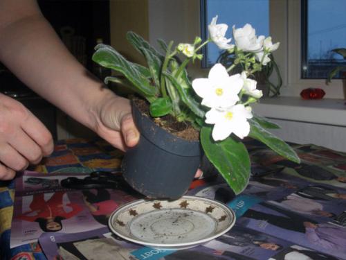 Когда лучше пересаживать комнатные растения. Подробное описание и рекомендации по пересадке комнатных цветов