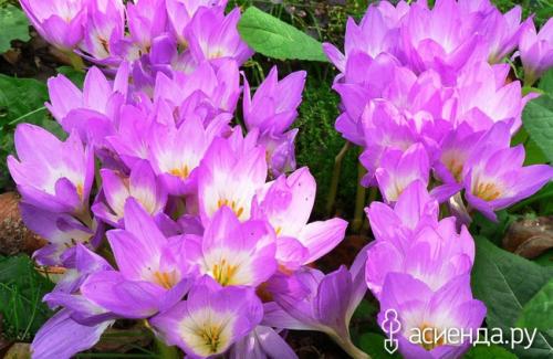 Какие луковичные растения наиболее неприхотливы и подходят для начинающих. Самые неприхотливые луковичные