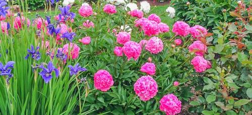 Можно ли сочетать луковичные растения с другими цветами в одной клумбе. Как правильно сочетать луковичные: 5 простых правил