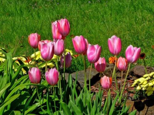 Композиции с луковичными в дизайне сада.. Что нужно знать о луковичных растениях