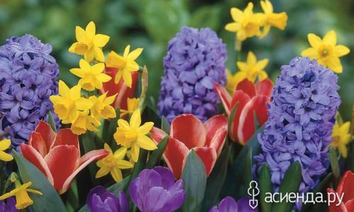 Какие луковичные растения наиболее неприхотливы и подходят для начинающих. Самые неприхотливые луковичные