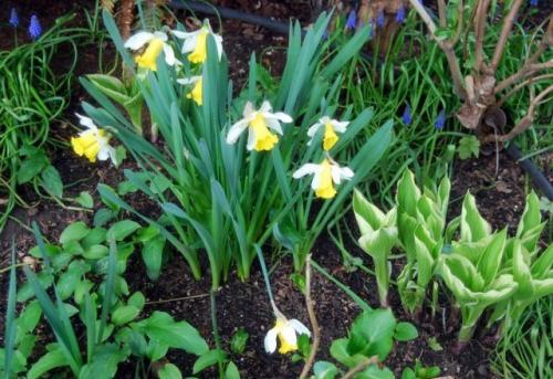 Как создать сезонные композиции с луковичными для разных времен года.  Вводим весенние луковичные в цветники из многолетников