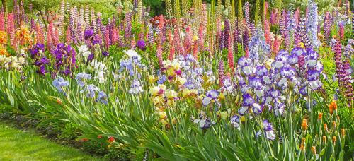 Можно ли сочетать луковичные растения с другими цветами в одной клумбе. Как правильно сочетать луковичные: 5 простых правил