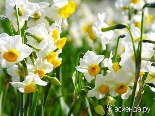 Какие луковичные растения наиболее неприхотливы и подходят для начинающих. Самые неприхотливые луковичные