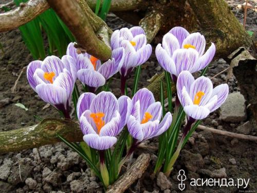 Какие луковичные растения наиболее неприхотливы и подходят для начинающих. Самые неприхотливые луковичные