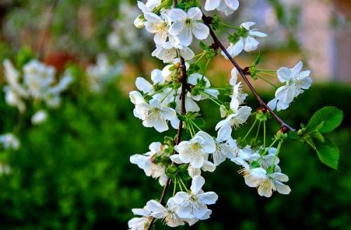 Черешня высота взрослого дерева. Описание и особенности