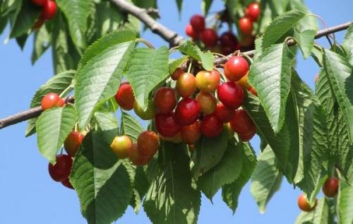 Черешня высота взрослого дерева. Описание и особенности