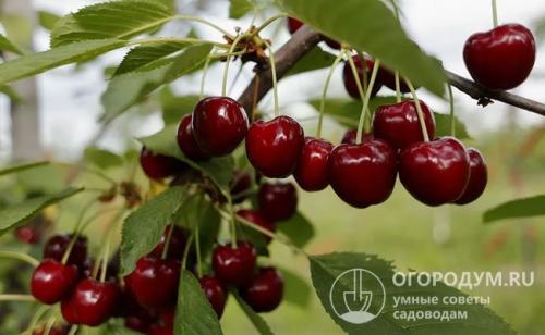 Корневая система черешни. Биологические особенности культуры