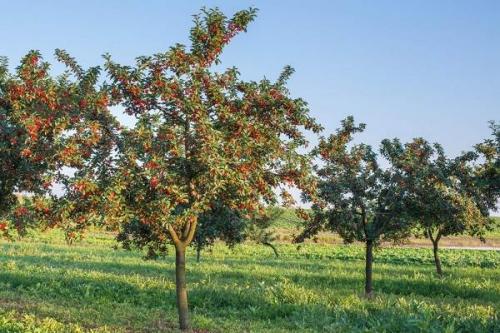 Черешня высота взрослого дерева. Описание и особенности