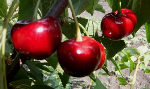 Черешня сорта. Сорта черешни: описание и фото