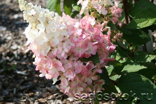 Фертильные и стерильные цветки у гортензии. Гортензия метельчатая (Hydrangea paniculata)